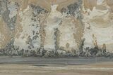 Triassic Aged Stromatolite Fossil - England #365671-1
